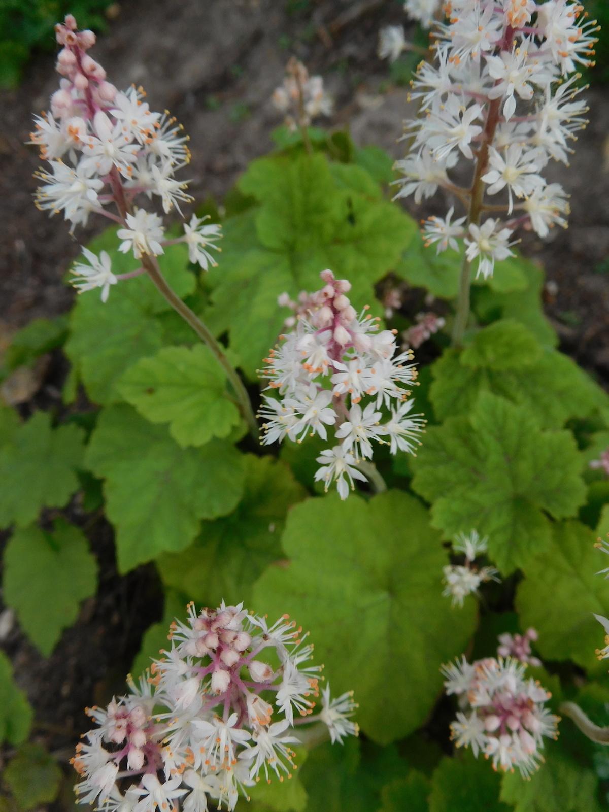 G6462 Tiarella Cordifolia - View 9 from www redcrocus com