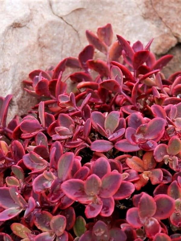 G6525 Sedum Sunsparkler Wildfire - View 11 from www redcrocus com