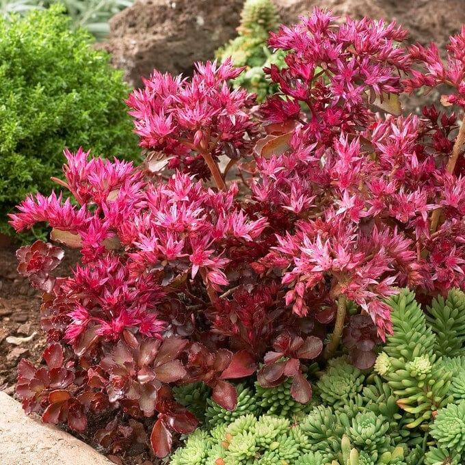 G6525 Sedum Sunsparkler Wildfire - View 12 from www redcrocus com