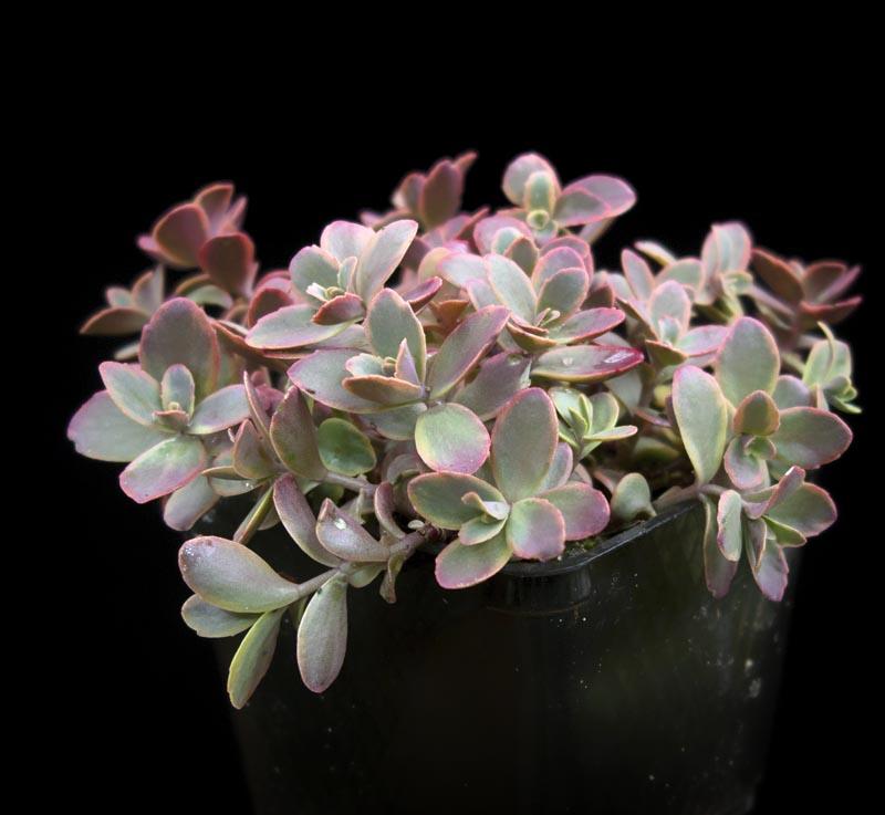 G6525 Sedum Sunsparkler Wildfire - View 14 from www redcrocus com