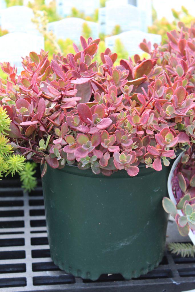 G6525 Sedum Sunsparkler Wildfire - View 15 from www redcrocus com