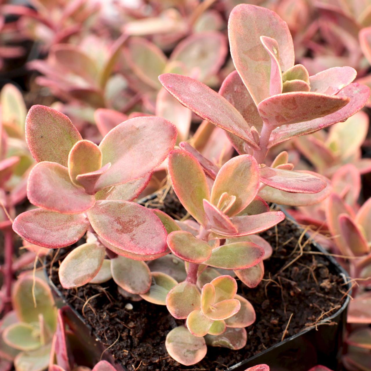 G6525 Sedum Sunsparkler Wildfire - View 17 from www redcrocus com