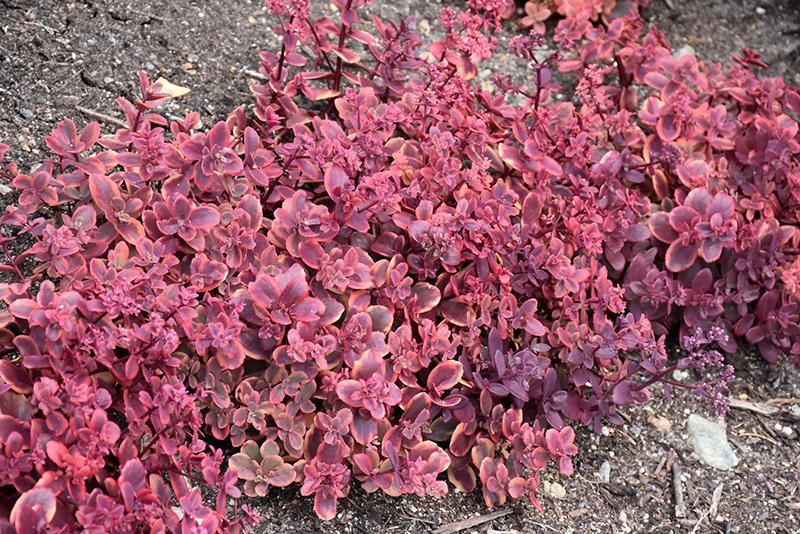 G6525 Sedum Sunsparkler Wildfire - View 18 from www redcrocus com