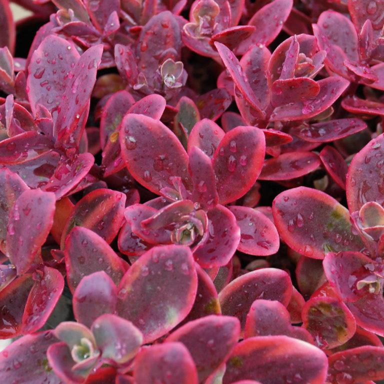 G6525 Sedum Sunsparkler Wildfire - View 5 from www redcrocus com