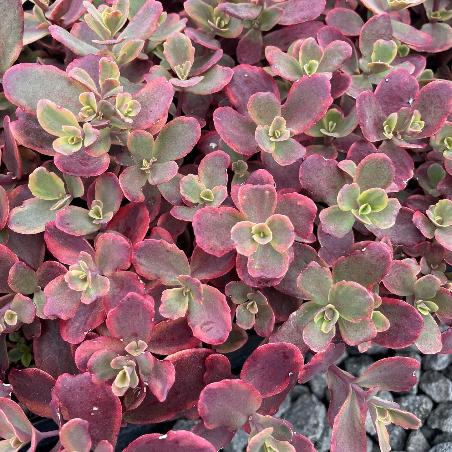 G6525 Sedum Sunsparkler Wildfire - View 7 from www redcrocus com