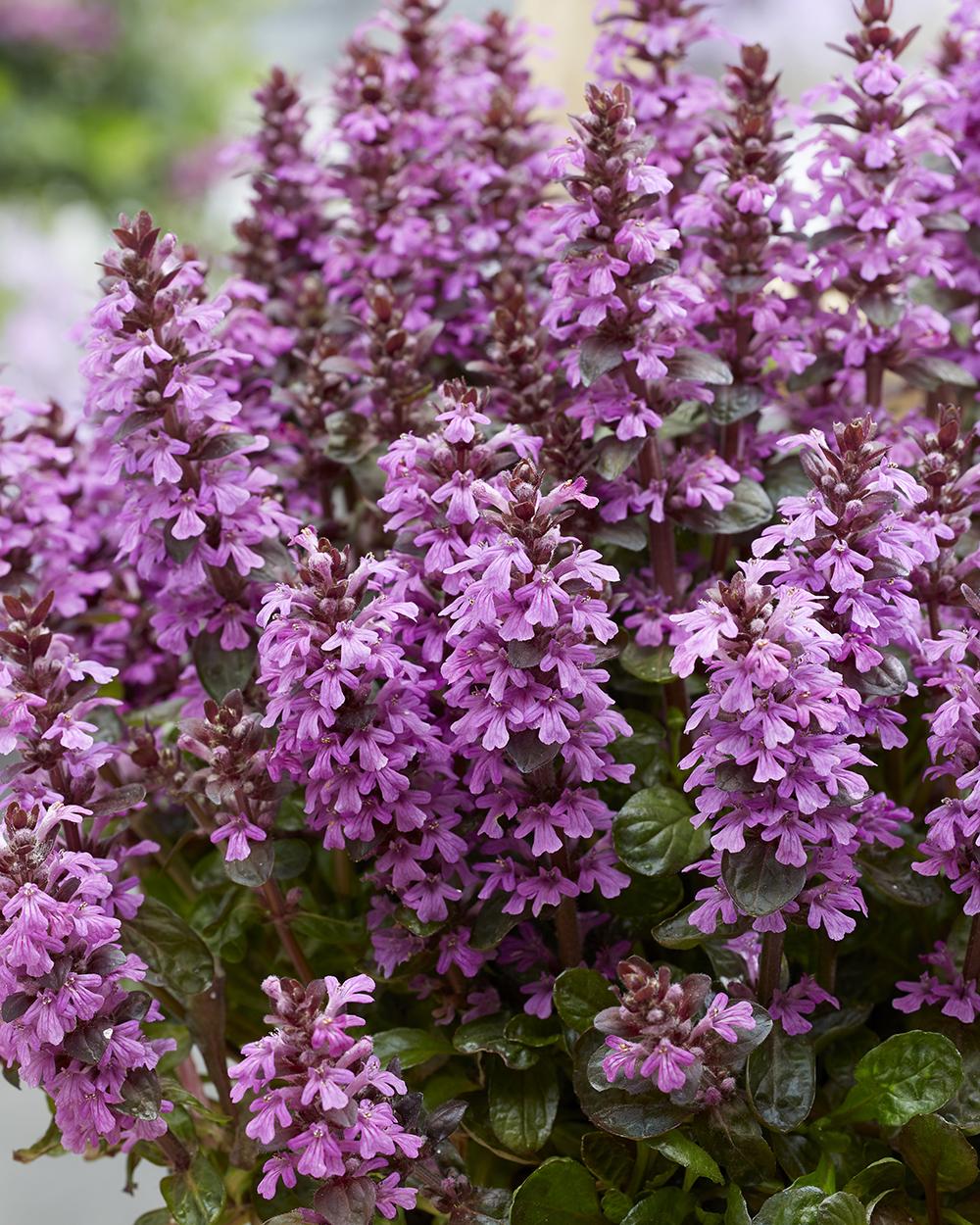 G6543 Ajuga Reptans 'midnight Mystery' - View 12 from www redcrocus com