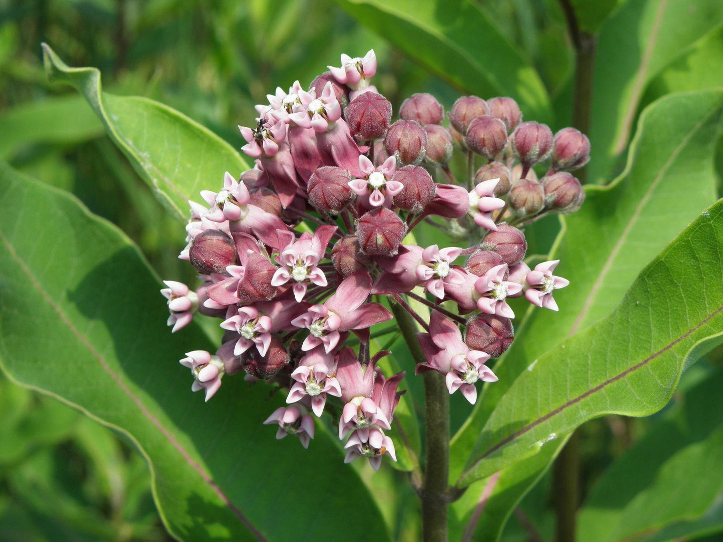 G6565 Asclepias Syriaca - View 9 from www redcrocus com