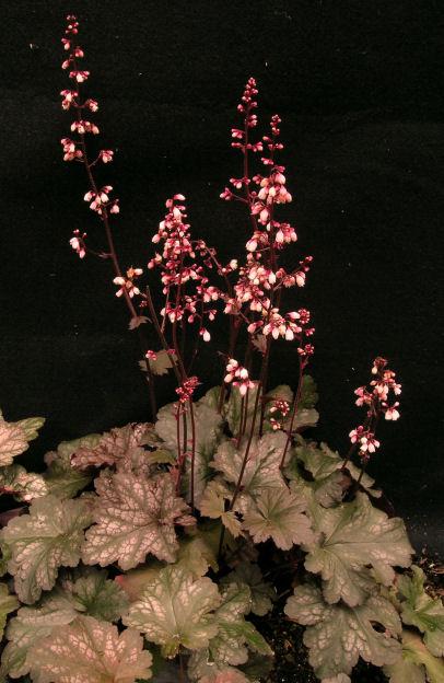 G6596 Heuchera X Raspberry Sea - View 11 from www redcrocus com
