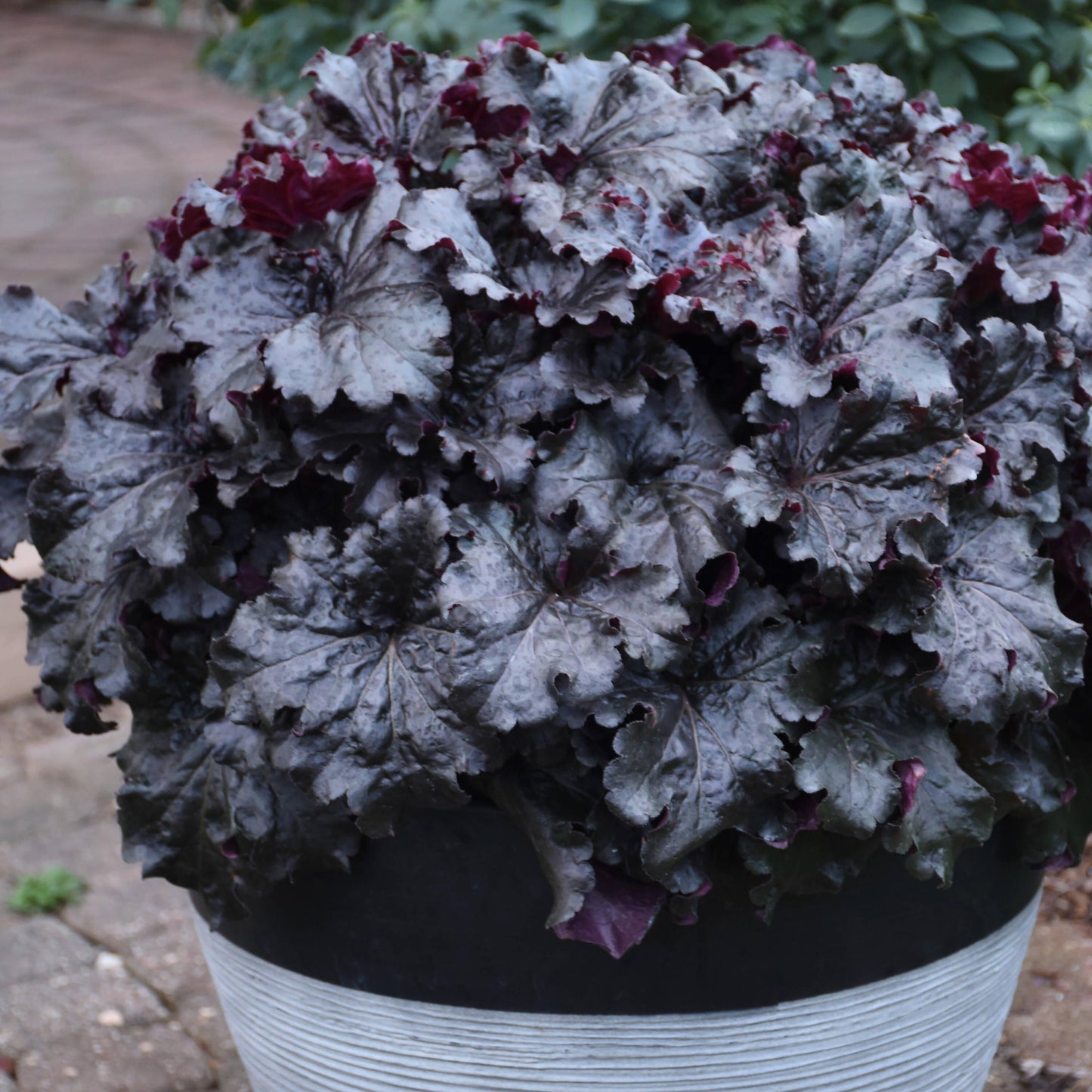 G6596 Heuchera X Raspberry Sea - View 12 from www redcrocus com