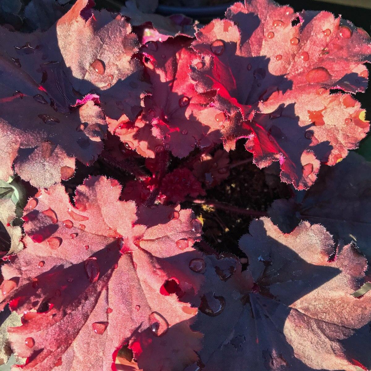 G6596 Heuchera X Raspberry Sea - View 13 from www redcrocus com