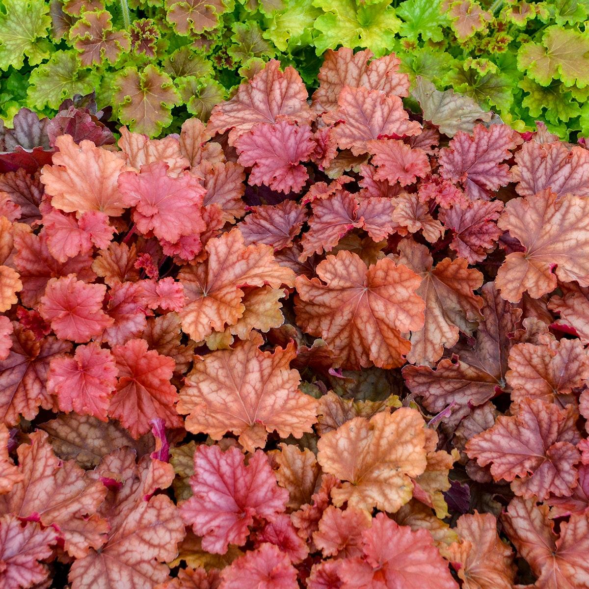 G6596 Heuchera X Raspberry Sea - View 14 from www redcrocus com