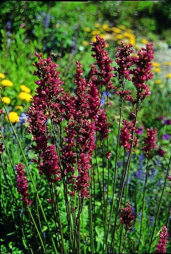 G6596 Heuchera X Raspberry Sea - View 15 from www redcrocus com