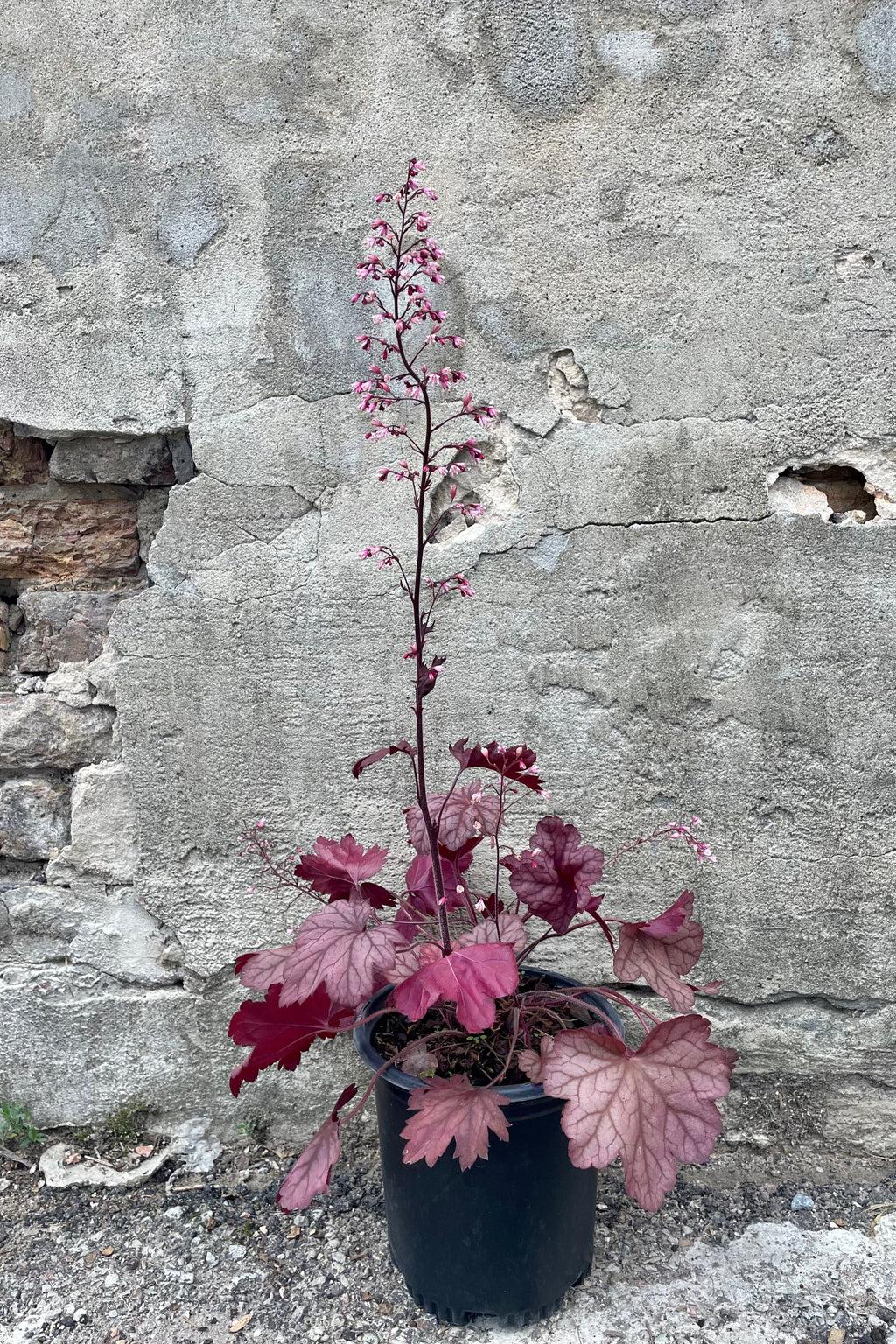 G6596 Heuchera X Raspberry Sea - View 2 from www redcrocus com