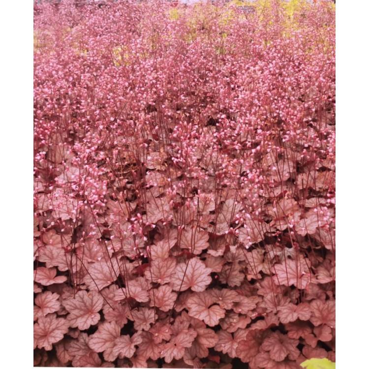 G6596 Heuchera X Raspberry Sea - View 3 from www redcrocus com