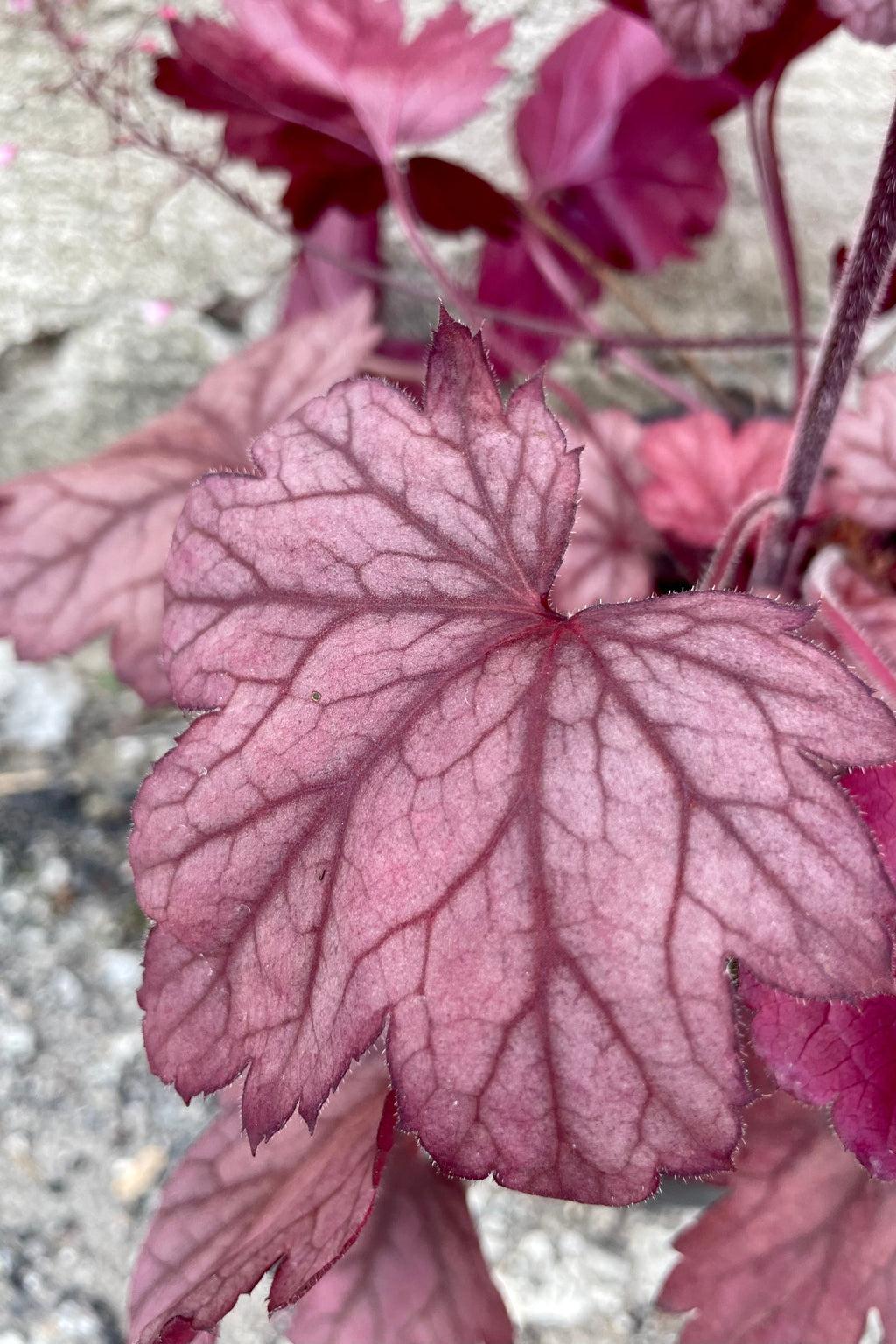 G6596 Heuchera X Raspberry Sea - View 4 from www redcrocus com