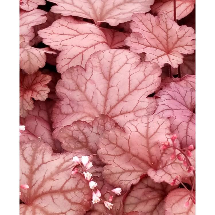 G6596 Heuchera X Raspberry Sea - View 5 from www redcrocus com