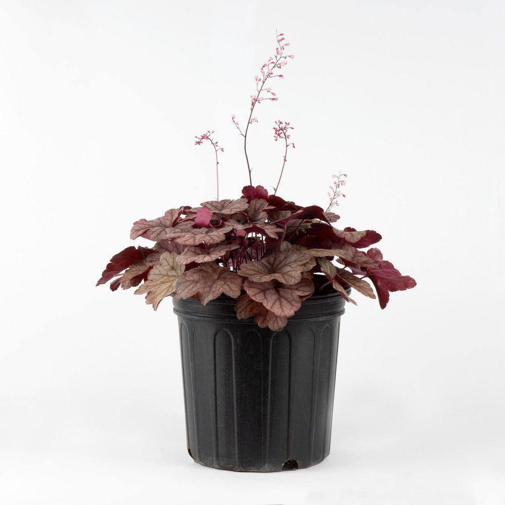 G6596 Heuchera X Raspberry Sea - View 6 from www redcrocus com