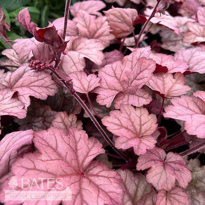G6596 Heuchera X Raspberry Sea - View 7 from www redcrocus com