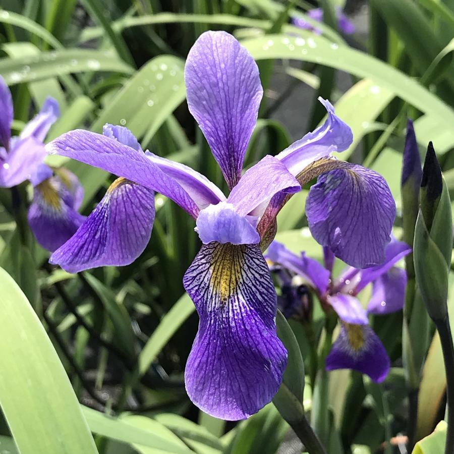 G6616 Iris Versicolor 'purple Flame' - View 11 from www redcrocus com
