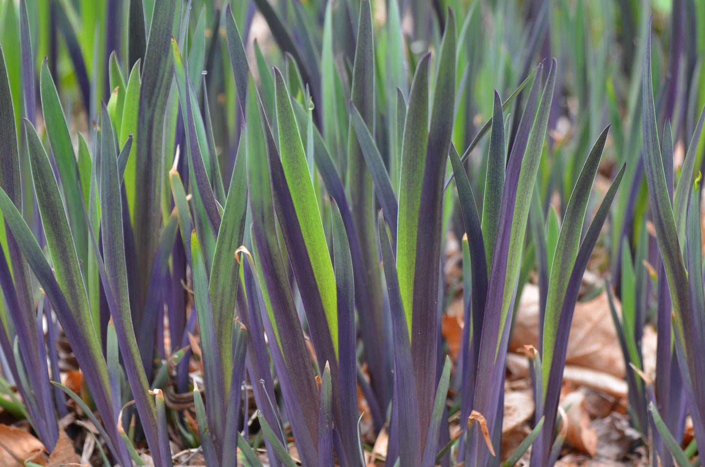 G6616 Iris Versicolor 'purple Flame' - View 12 from www redcrocus com