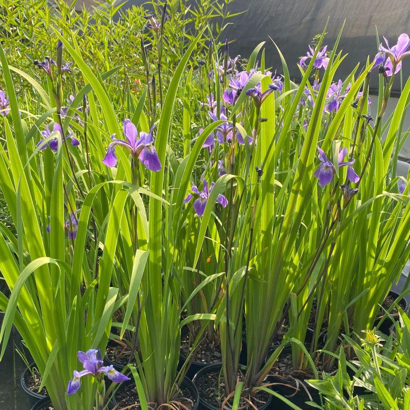 G6616 Iris Versicolor 'purple Flame' - View 13 from www redcrocus com