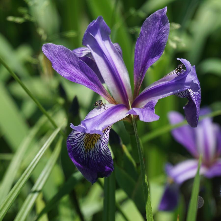 G6616 Iris Versicolor 'purple Flame' - View 14 from www redcrocus com