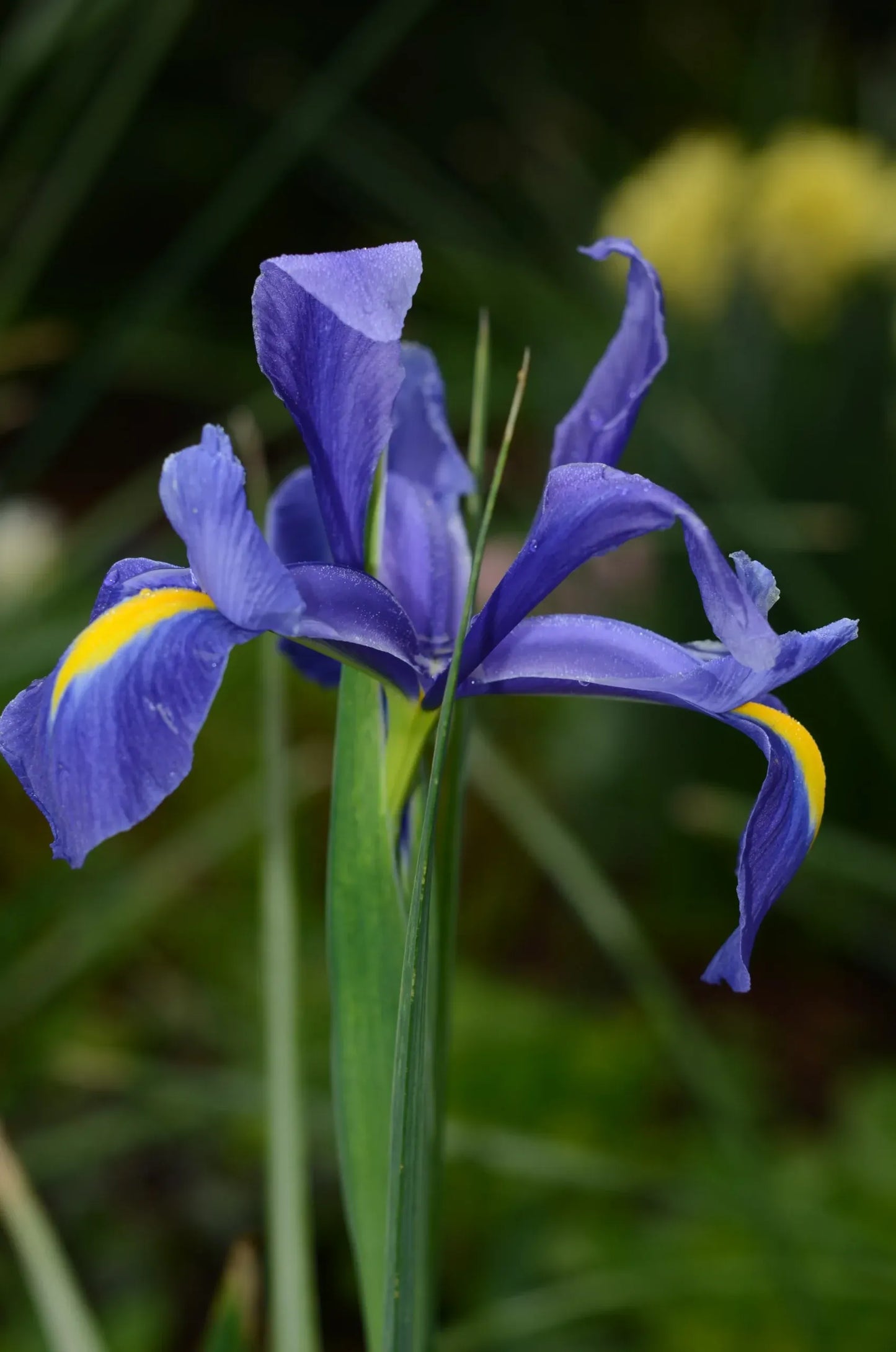 G6616 Iris Versicolor 'purple Flame' - View 16 from www redcrocus com