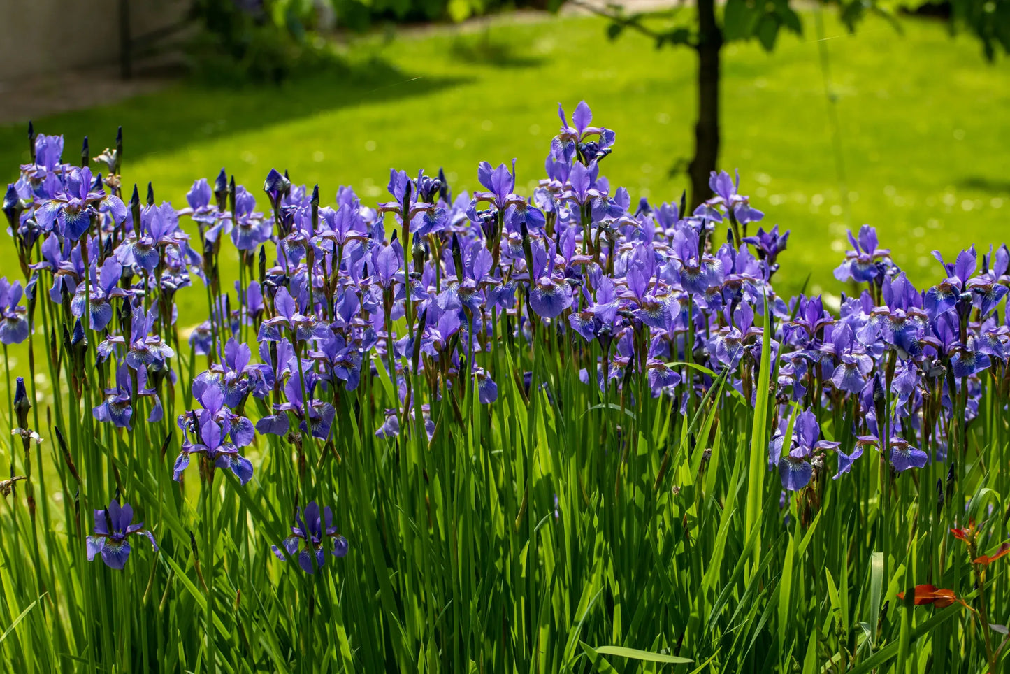 G6616 Iris Versicolor 'purple Flame' - View 17 from www redcrocus com