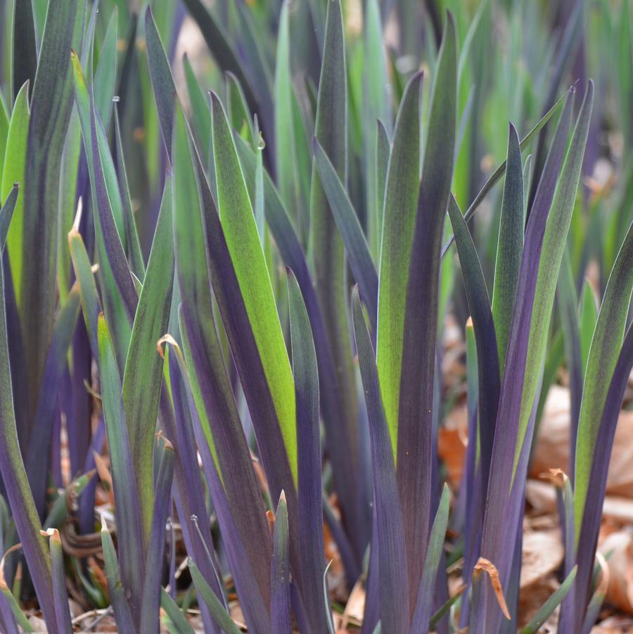 G6616 Iris Versicolor 'purple Flame' - View 18 from www redcrocus com