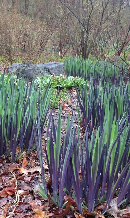 G6616 Iris Versicolor 'purple Flame' - View 19 from www redcrocus com
