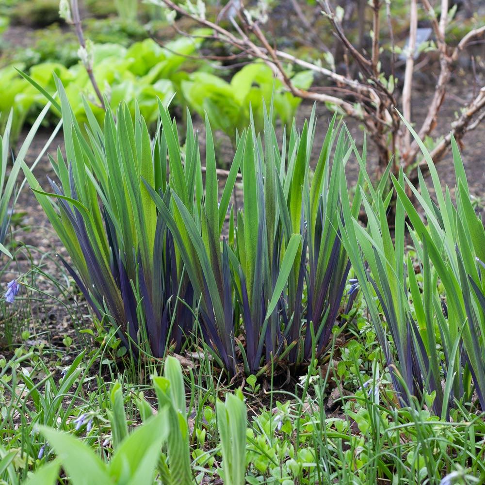 G6616 Iris Versicolor 'purple Flame' - View 20 from www redcrocus com