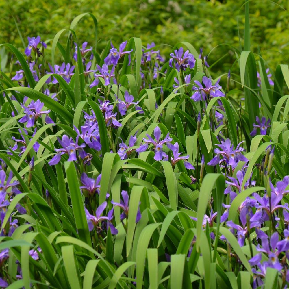 G6616 Iris Versicolor 'purple Flame' - View 2 from www redcrocus com