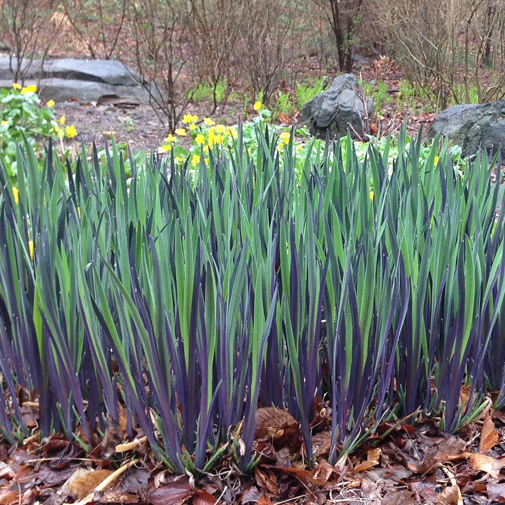 G6616 Iris Versicolor 'purple Flame' - View 3 from www redcrocus com