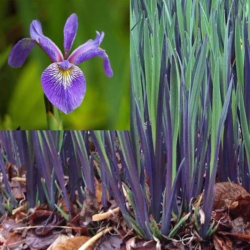 G6616 Iris Versicolor 'purple Flame' - View 4 from www redcrocus com