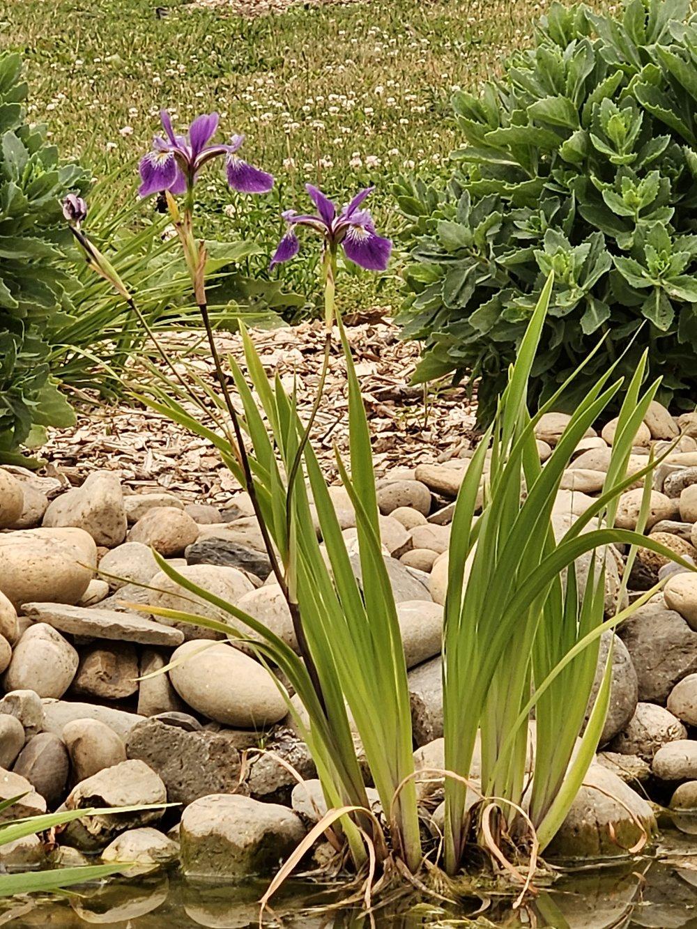 G6616 Iris Versicolor 'purple Flame' - View 6 from www redcrocus com