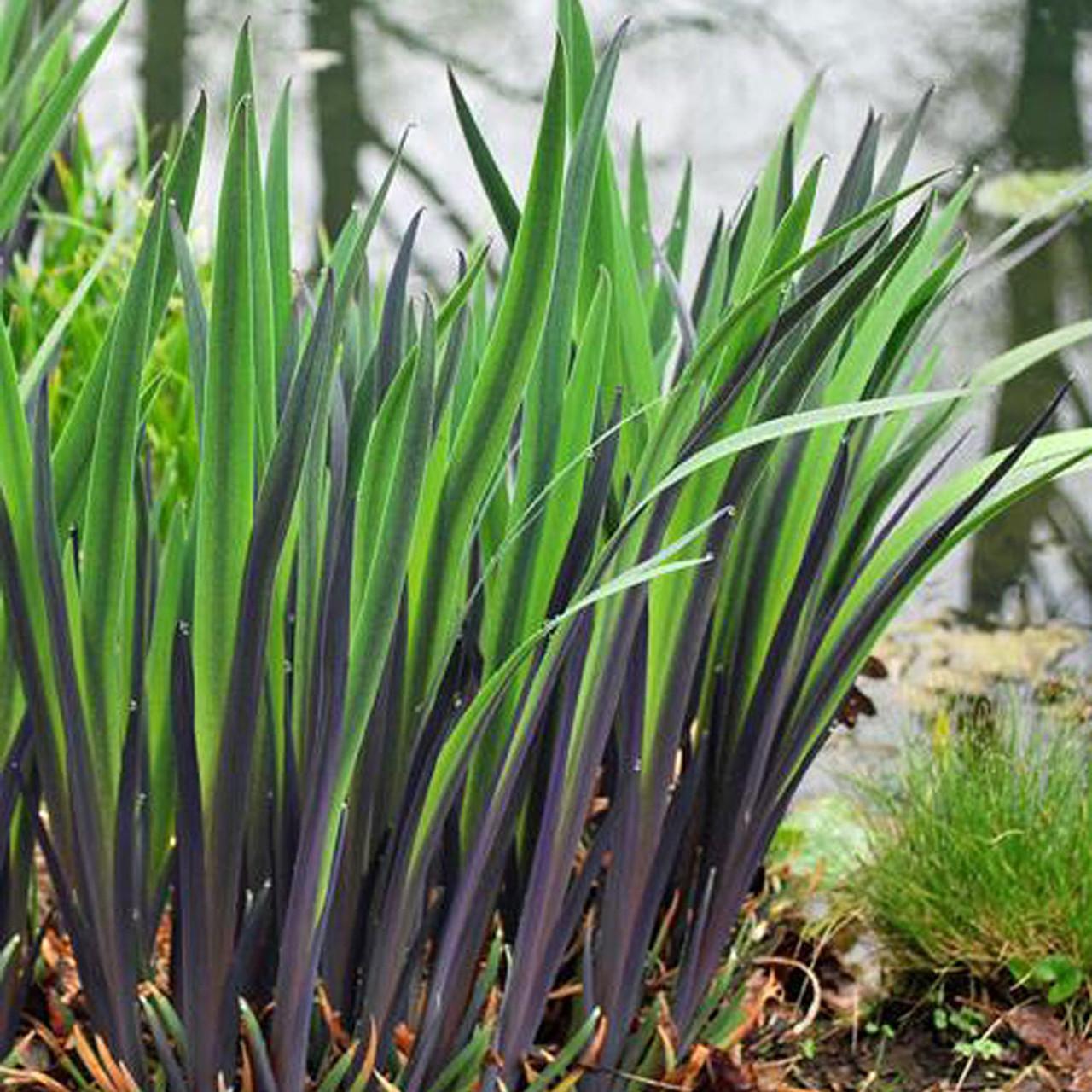 G6616 Iris Versicolor 'purple Flame' - View 7 from www redcrocus com