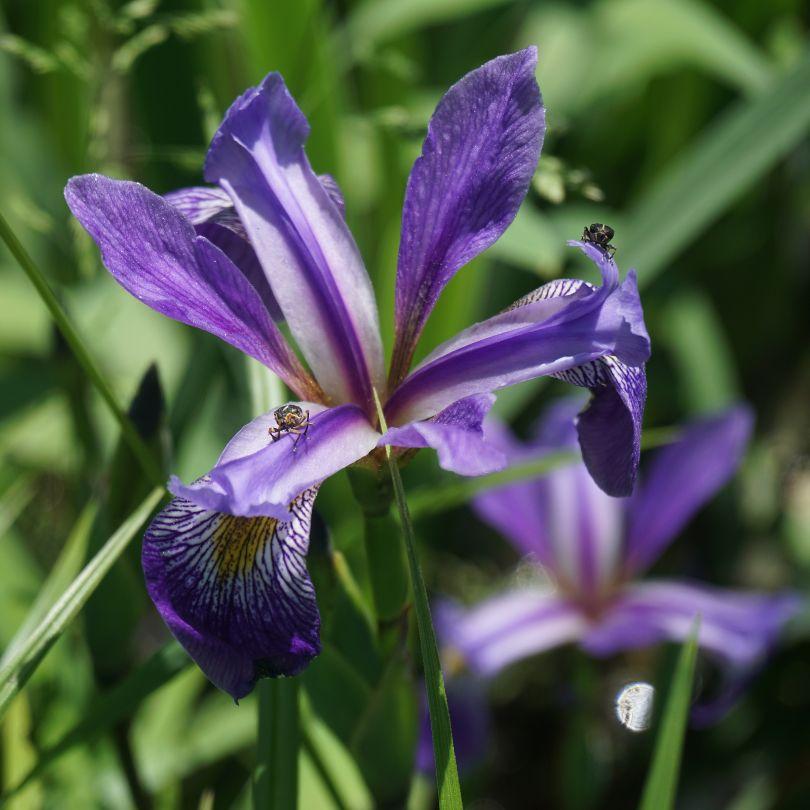 G6616 Iris Versicolor 'purple Flame' - View 8 from www redcrocus com