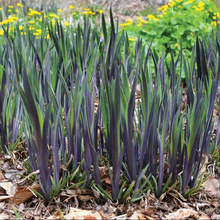 G6616 Iris Versicolor 'purple Flame' - View 9 from www redcrocus com