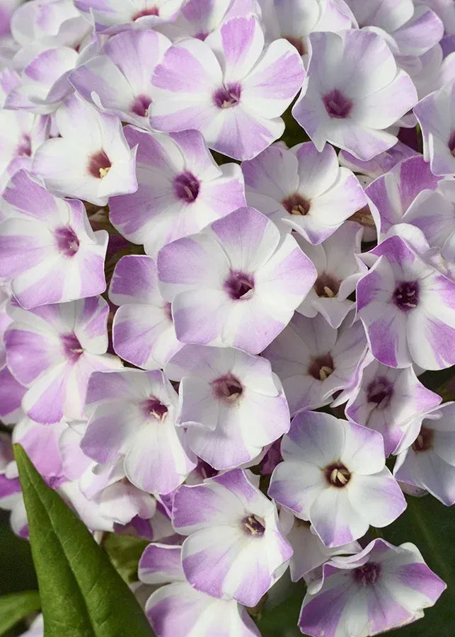 G6624 Phlox Paniculata 27flame Lilac Star 27 9 8422fcf0 3bcb 4d73 B6a7 3253b6918abd from www redcrocus com