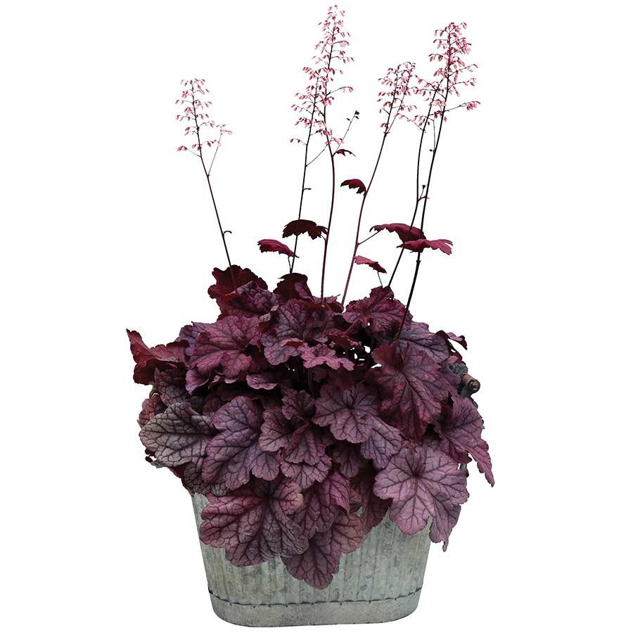 G6657 Heuchera X 'berry Smoothie' - View 29 from www redcrocus com