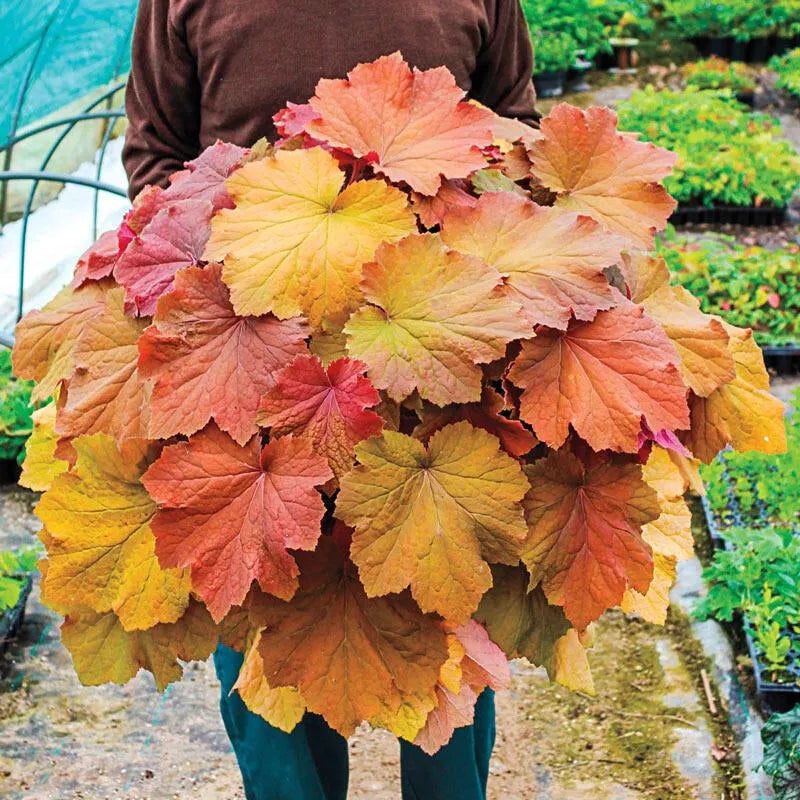 G6659 Heuchera X Villosa 27mega Caramel 27 9 20b4fc2e 3a9a 4e2a 9e9b 8785fabd9f04 from www redcrocus com