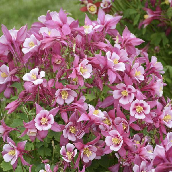 G6662 Aquilegia 'kirigami Rose And Pink' - View 1 from www redcrocus com