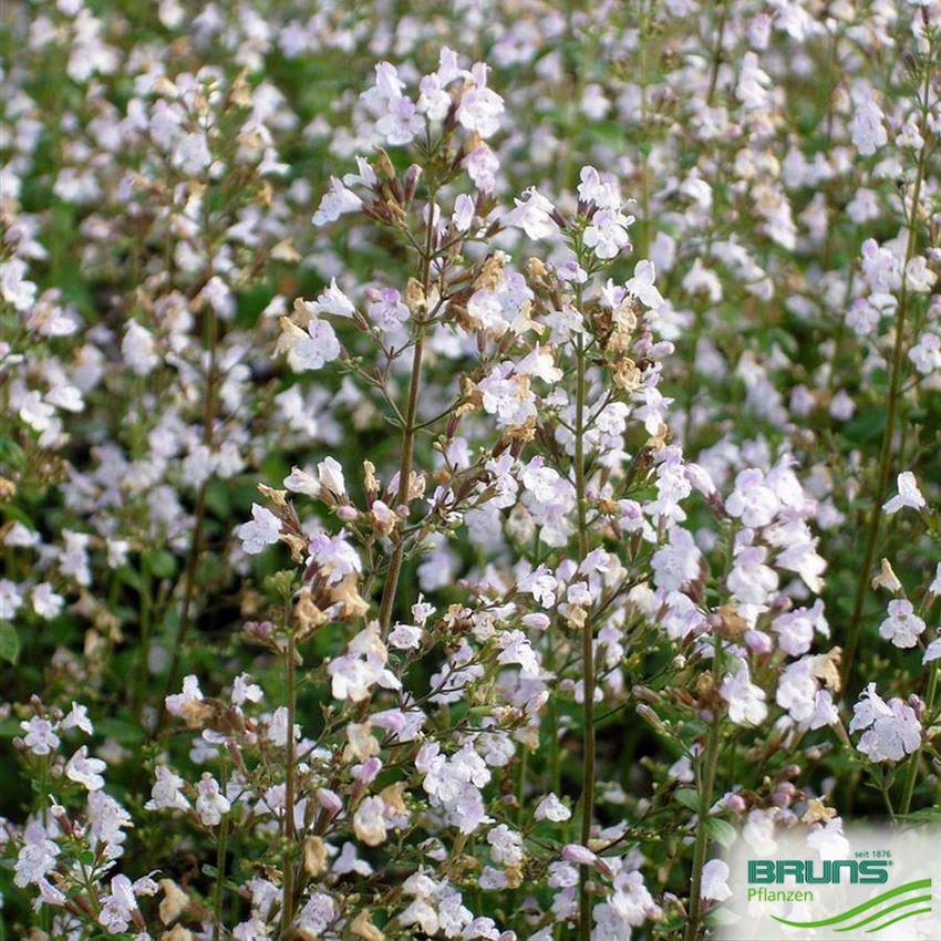 G6663 Calamintha Nepeta 27triumphator 27 Blue 9 A229458b 7b52 4137 87f9 496494e70353 from www redcrocus com