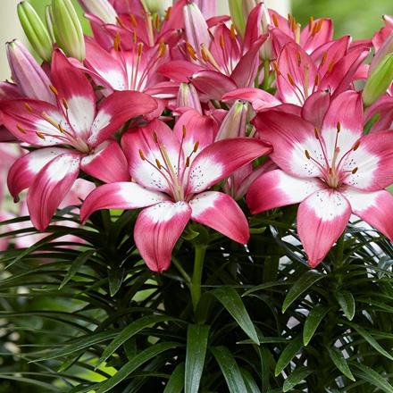 G6664 Lilium Asiaticum 'perfect Joy' - View 2 from www redcrocus com