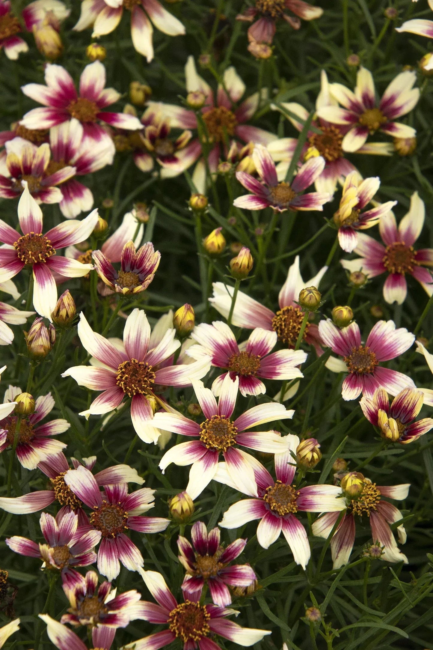 G6689 Coreopsis X 27sunstar Rose 27 8 57d71cff F040 4019 9db5 7a6f8ad5826a from www redcrocus com