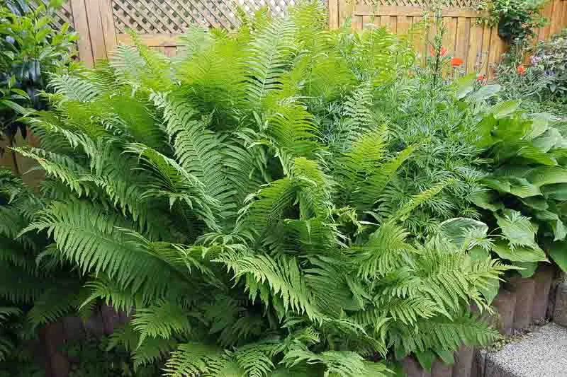 G694 Fern Matteuccia Struthiopteris - View 19 from www redcrocus com
