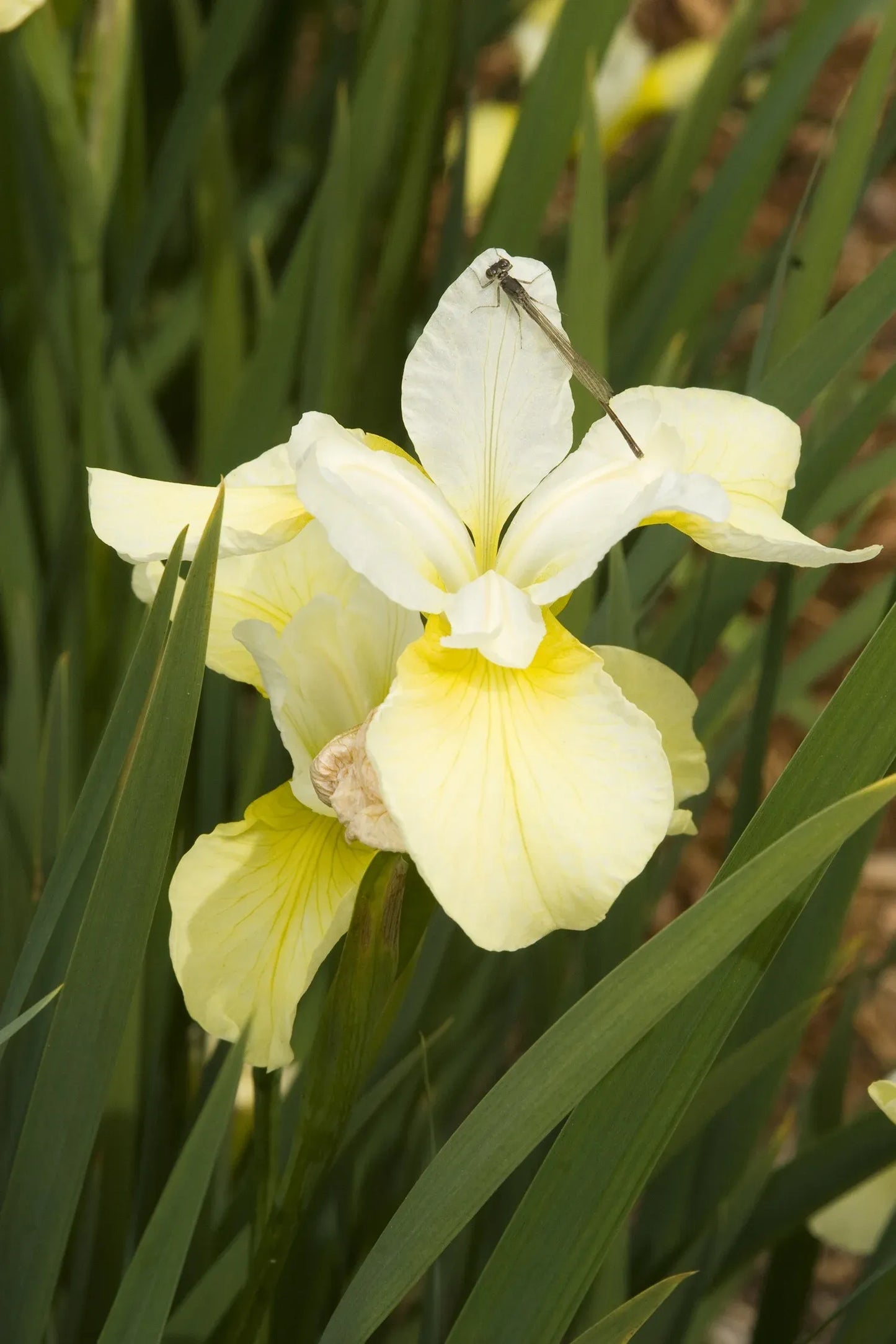 G749 Iris Siberica 'butter And Sugar' - View 10 from www redcrocus com
