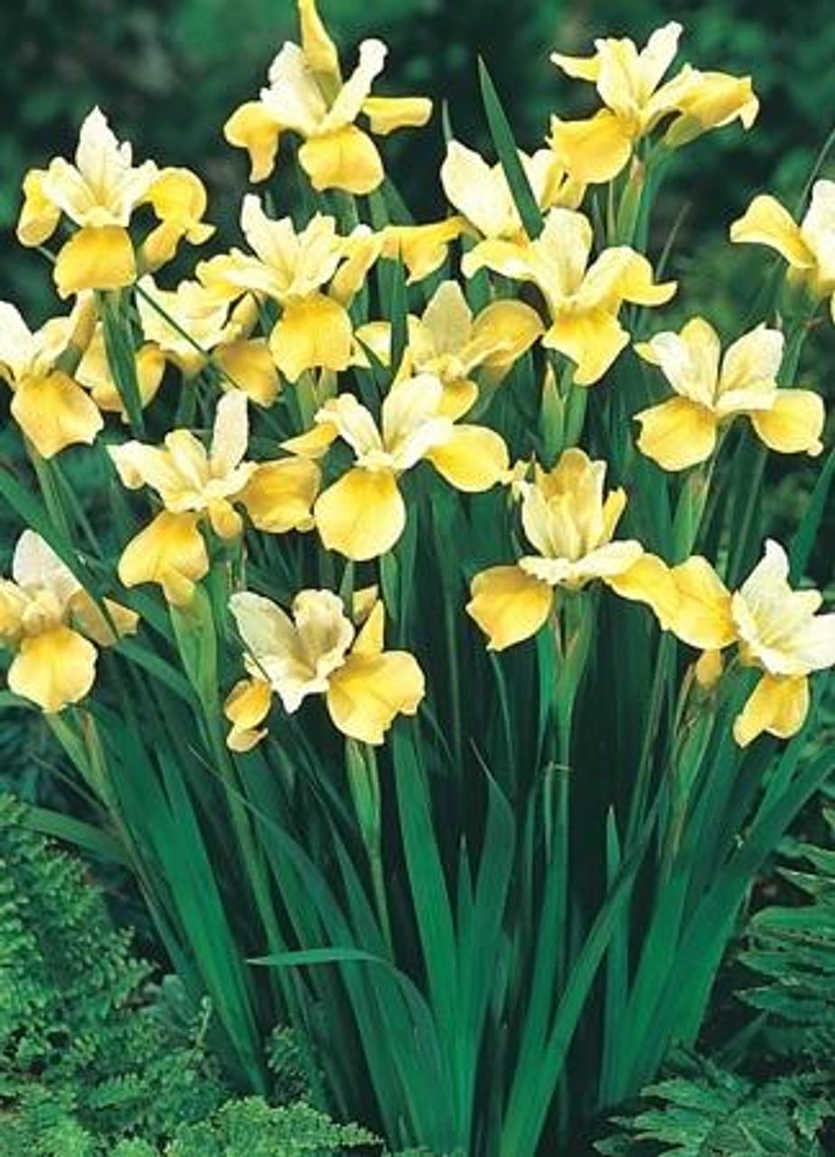 G749 Iris Siberica 'butter And Sugar' - View 11 from www redcrocus com