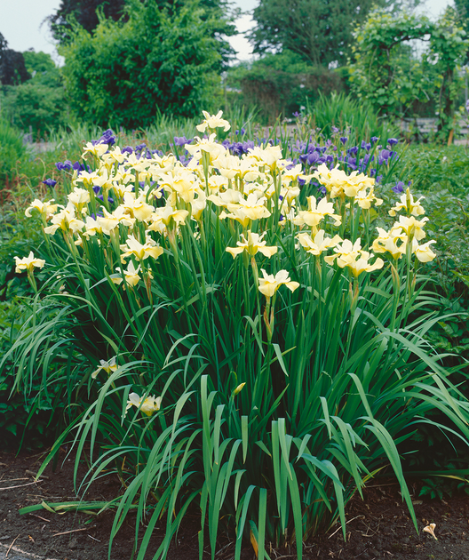 G749 Iris Siberica 'butter And Sugar' - View 12 from www redcrocus com