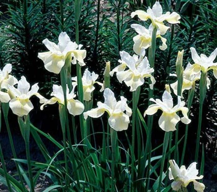 G749 Iris Siberica 'butter And Sugar' - View 13 from www redcrocus com
